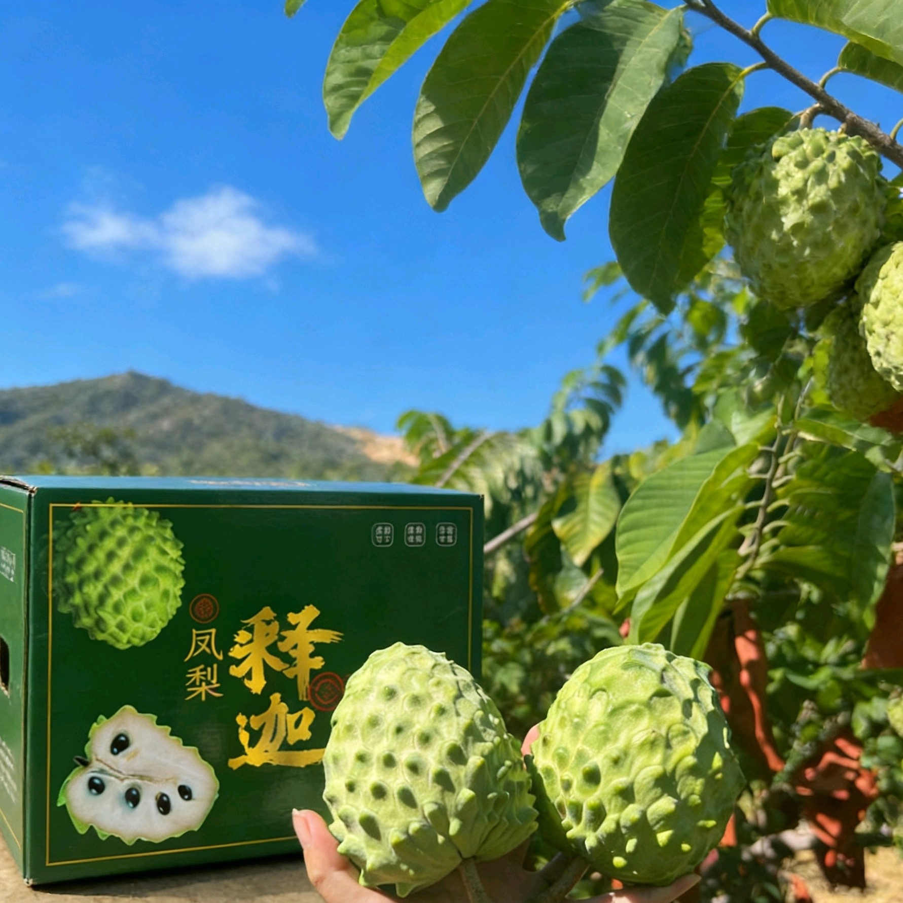 正宗云南高山新鲜当季凤梨释迦果香甜佛头果现摘现发