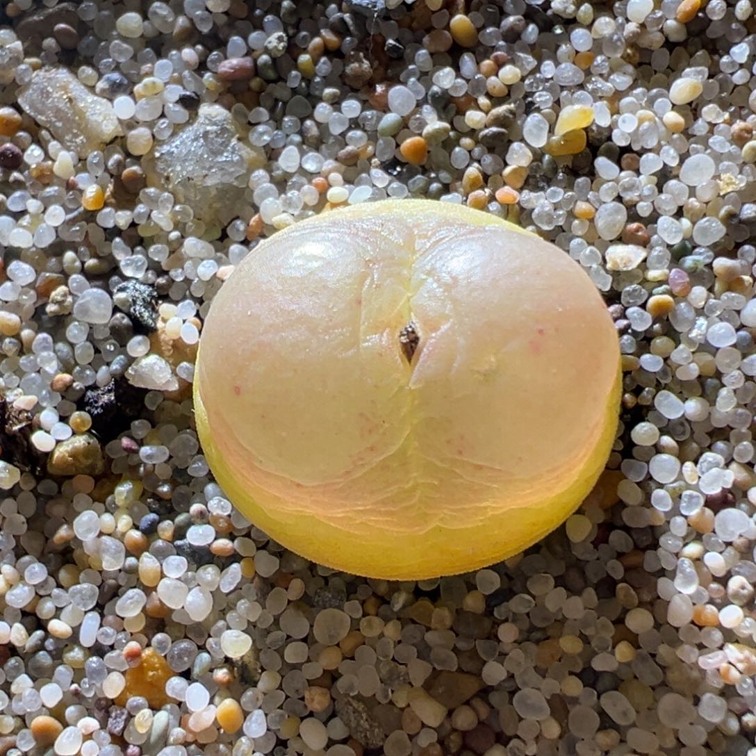 2606紫皮拉登 粉嘟嘟大窗  1.7+ 12