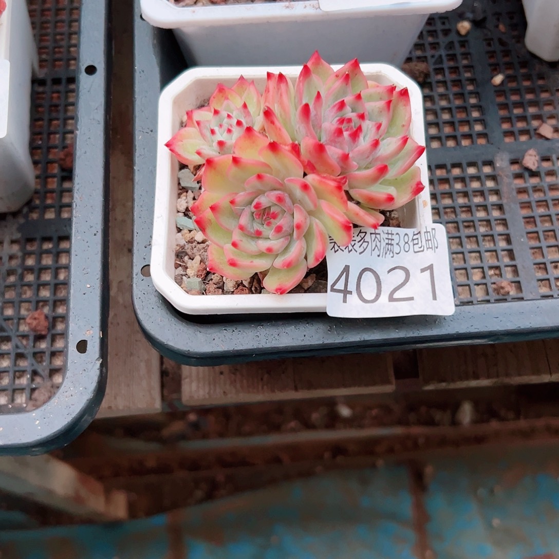 1***翁无花朵多肉＿物一拍植物4021