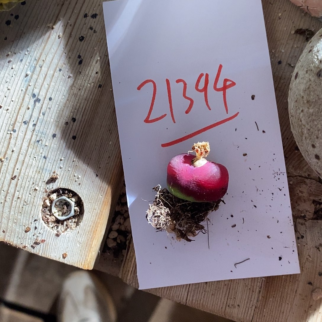 欧***小21394。   一颗。    