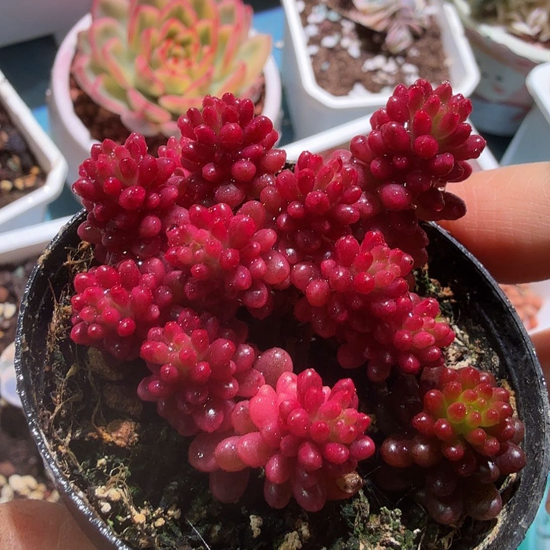 浆果锦，多肉植物