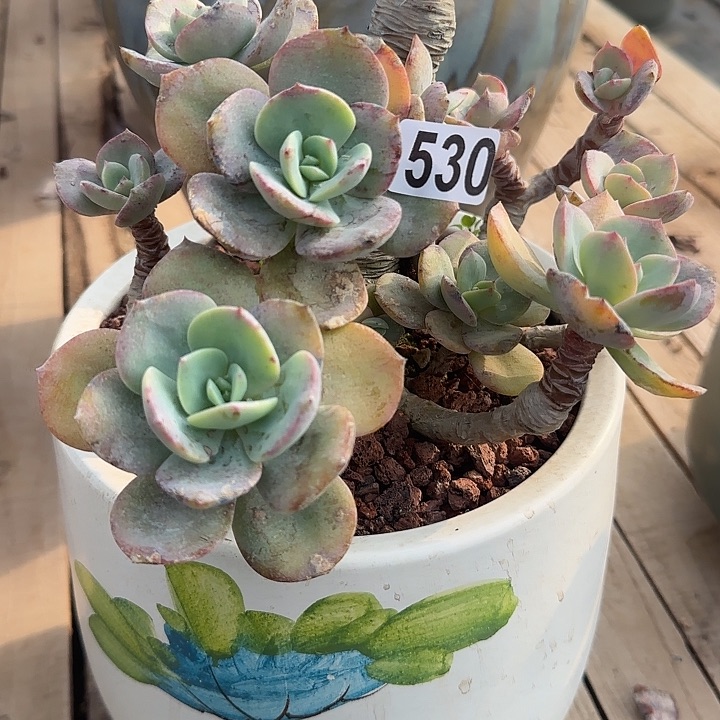 风***念530白凤特价脱土发货不退不换