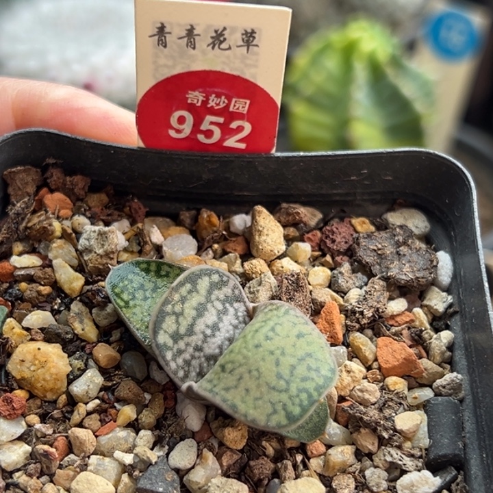 恐龙卧牛一棵仙人球