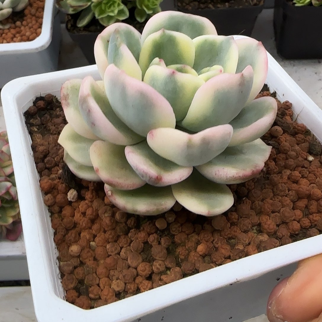 友谊锦多肉植物的