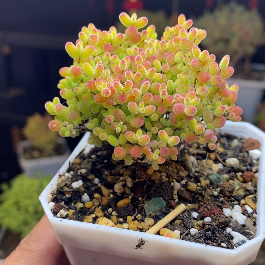 c67号蜜橘糖球枝干多肉