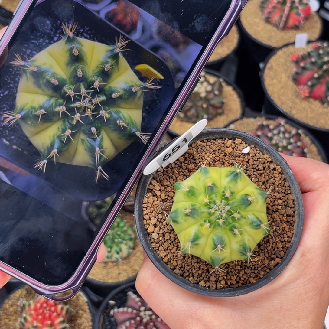 蜜月  米哈仙人球