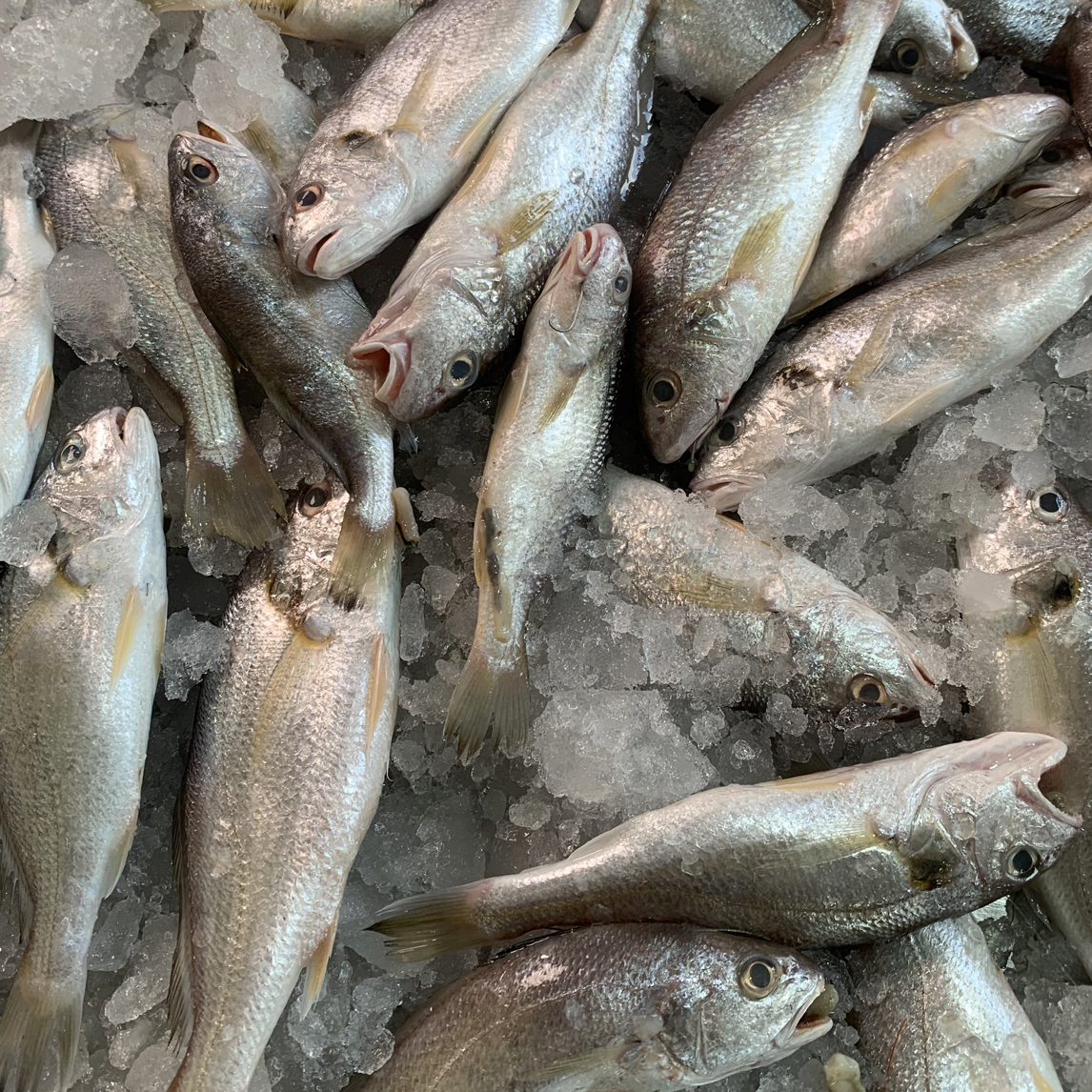 广东湛江划仔石头鱼顺丰冷链发货【帮杀有损耗】全国顺丰包邮