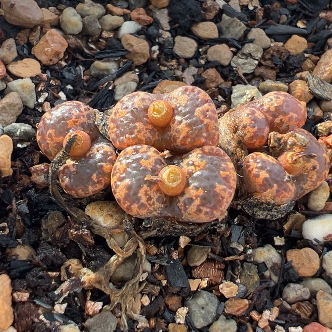 085多肉植物种类多样