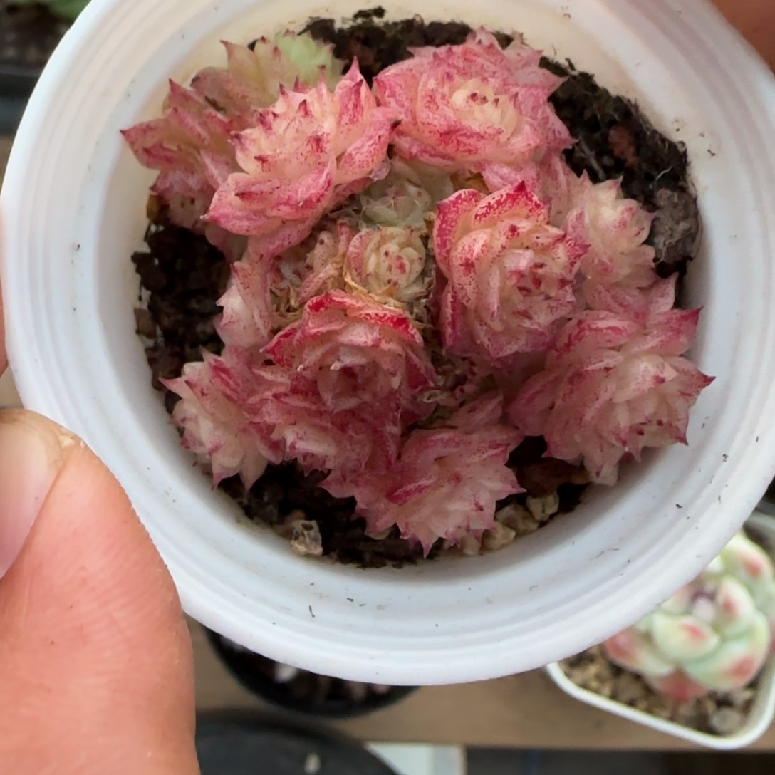 一物一拍麦秆珍妮08228