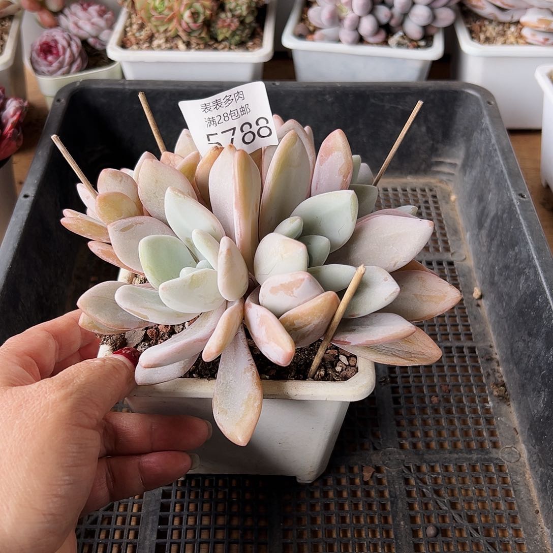 9号我们的确是一个很5788