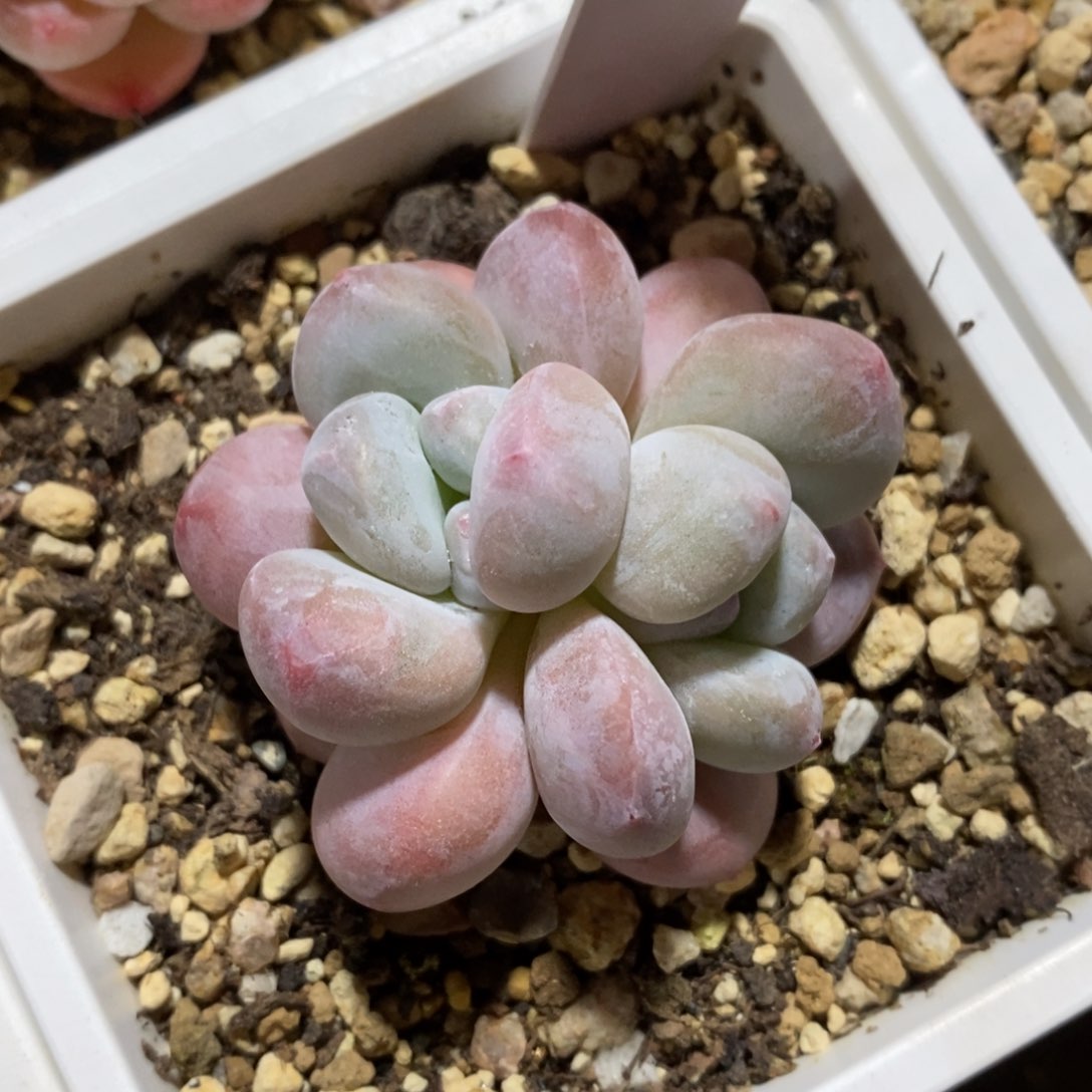 自助下单一物一拍多肉，下滑更多品种选择