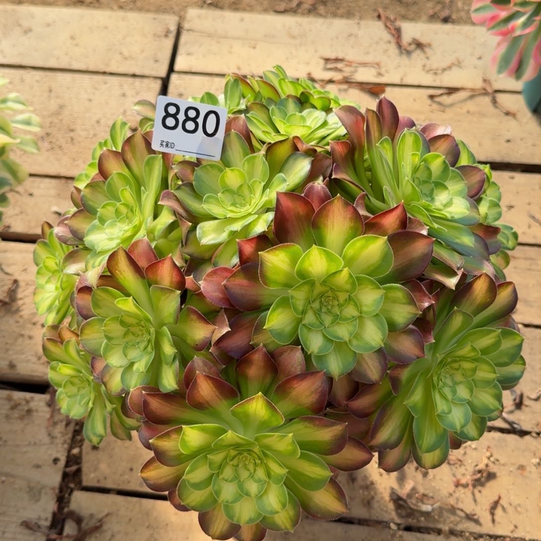 【闪购商品】880多肉