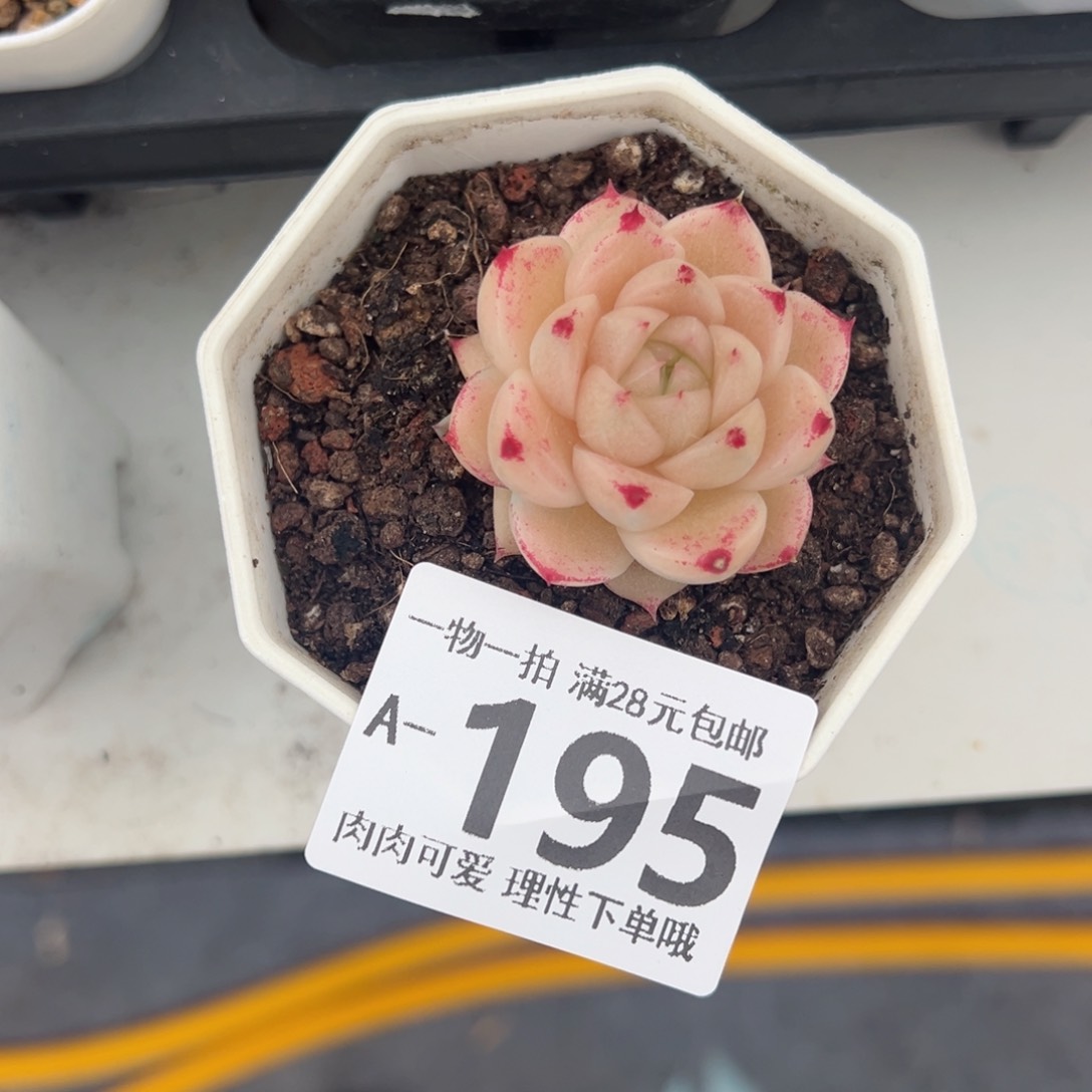 红枫多多肉多肉多肉多肉