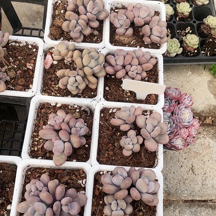 大叶奶9.9一盆8888888888