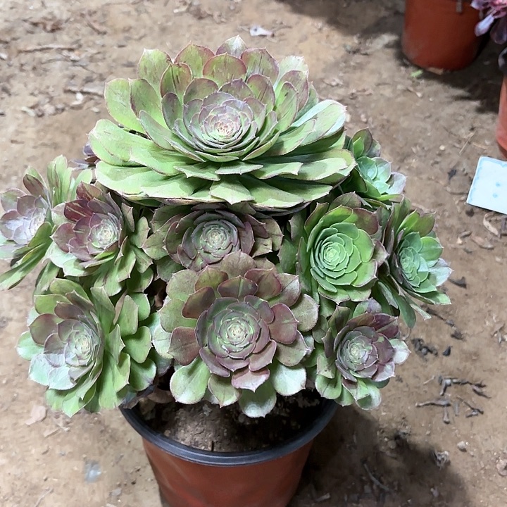 多肉植物花月夜74