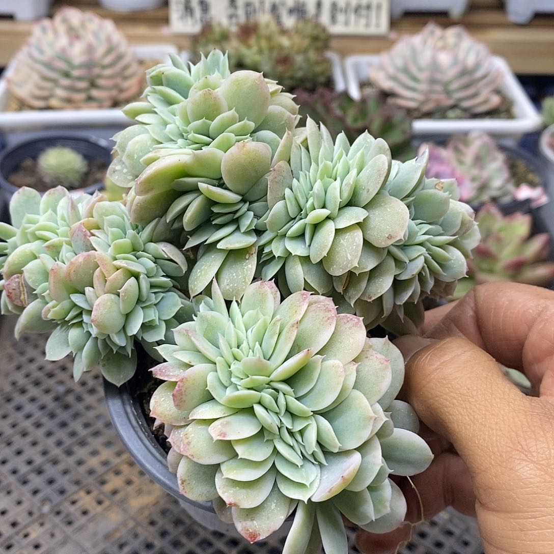 1240 小白龙缀化群