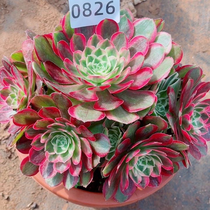 新品孔雀翎特价多肉发货