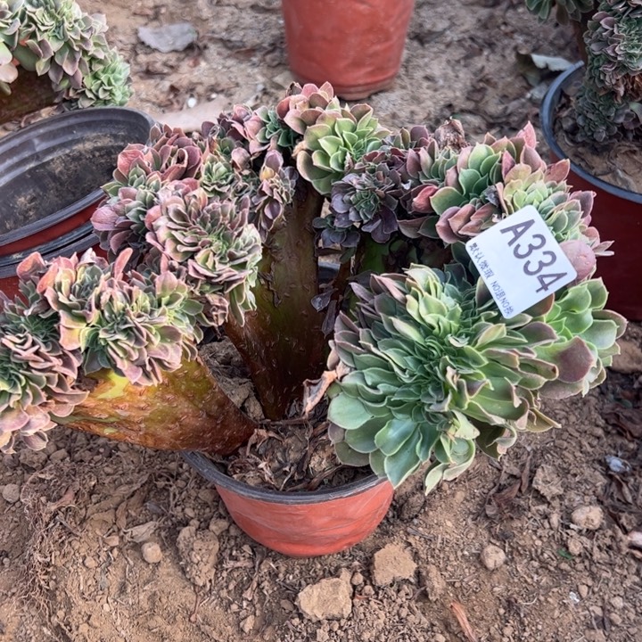 玫瑰缀多肉植物334.