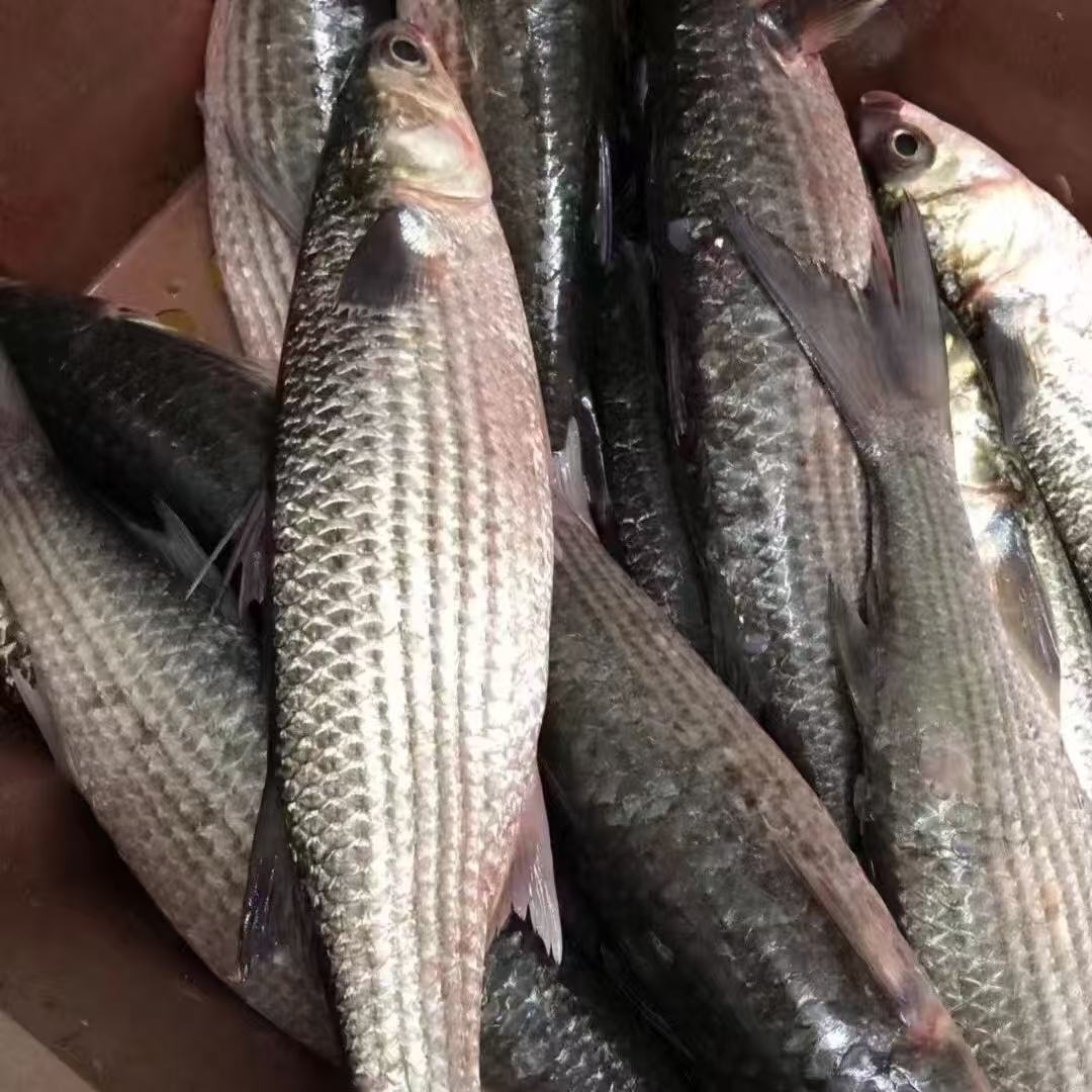 新鲜海捕 海支鱼 2-3斤/条到手2条  去内脏 整条冷链发货