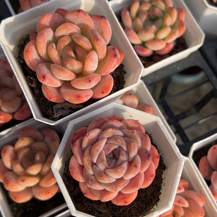 小*全明星+爱神 随单发货