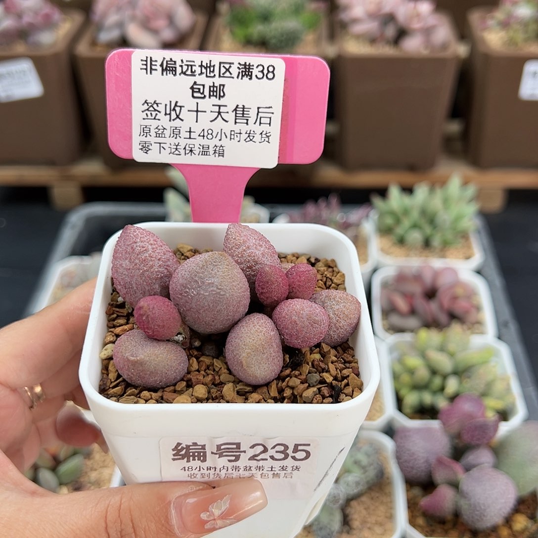 235服部多肉植物