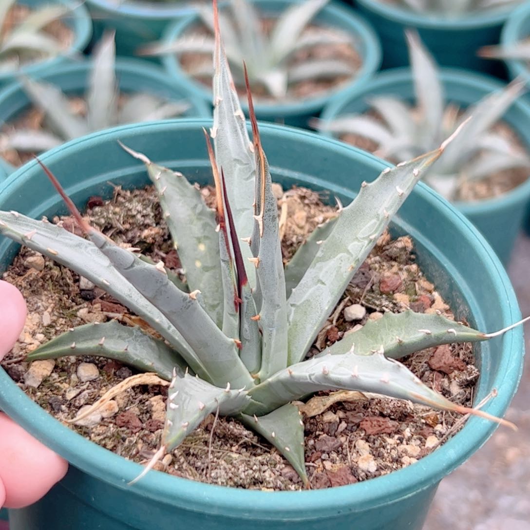 实生曲刺妖炎仙人球