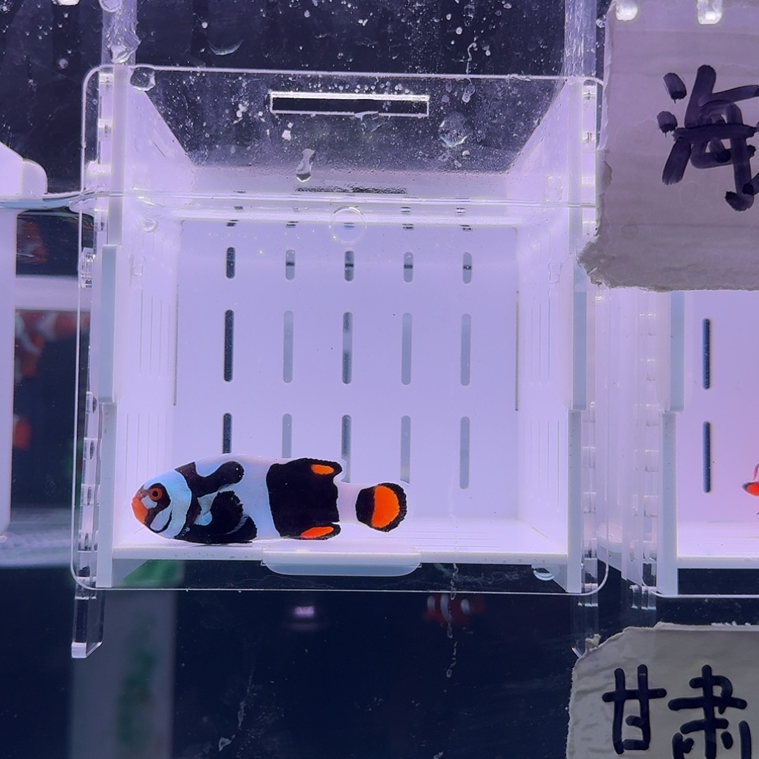 海水鱼5.5鬼婆小丑鱼一条