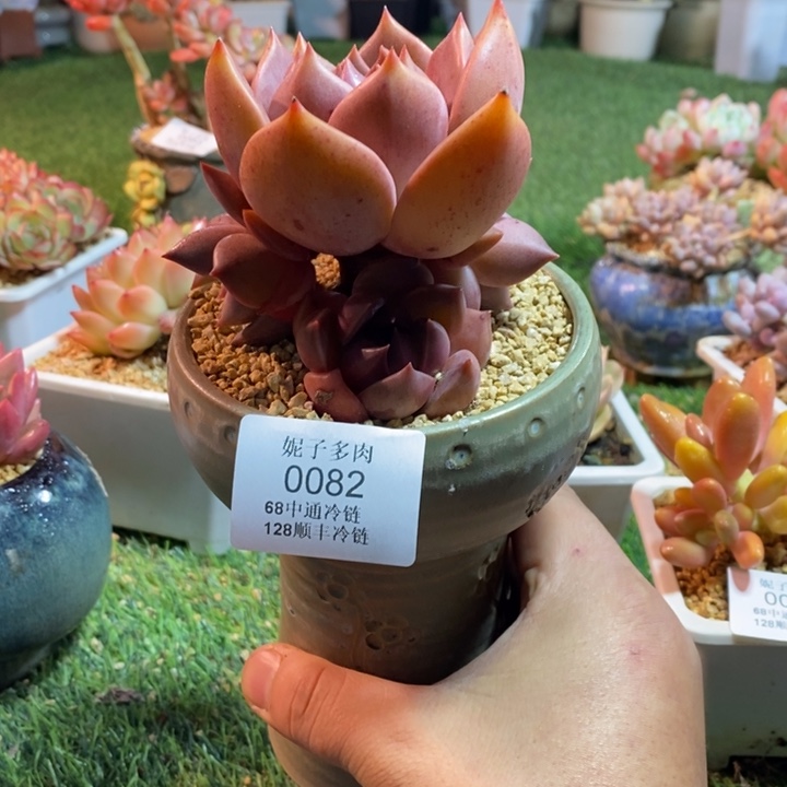 0082啊啊啊啊啊啊啊啊啊啊啊