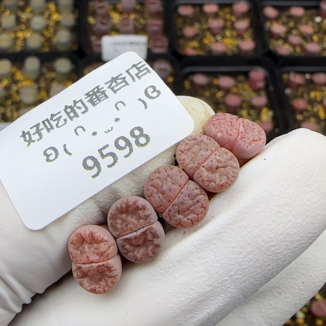 f***卷9598。默认脱土。18包邮。偏远88包邮