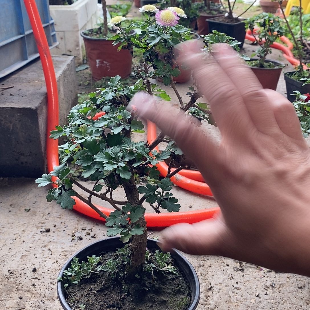 红***姐完全开放菊花粗话