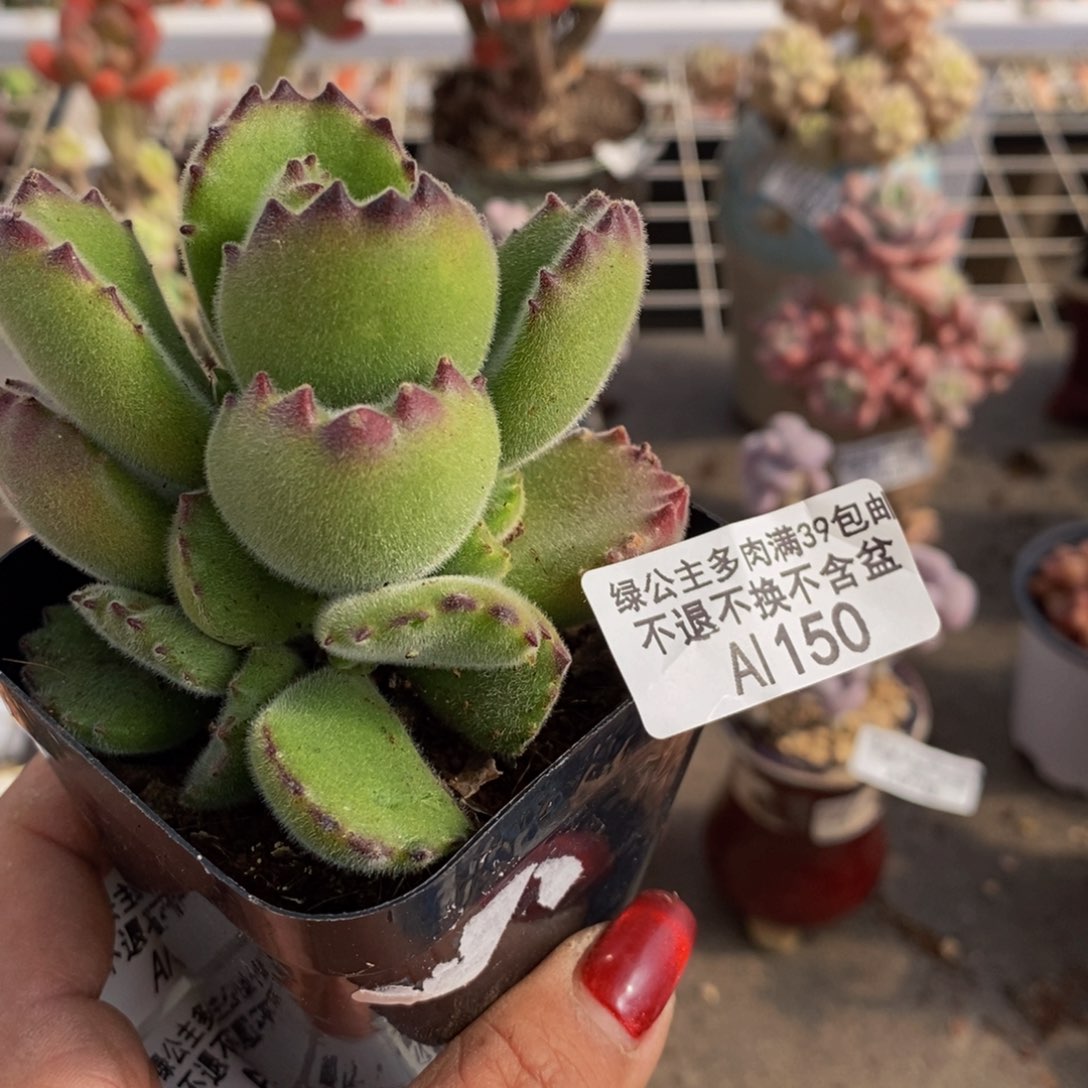 熊150/7cm多肉多肉