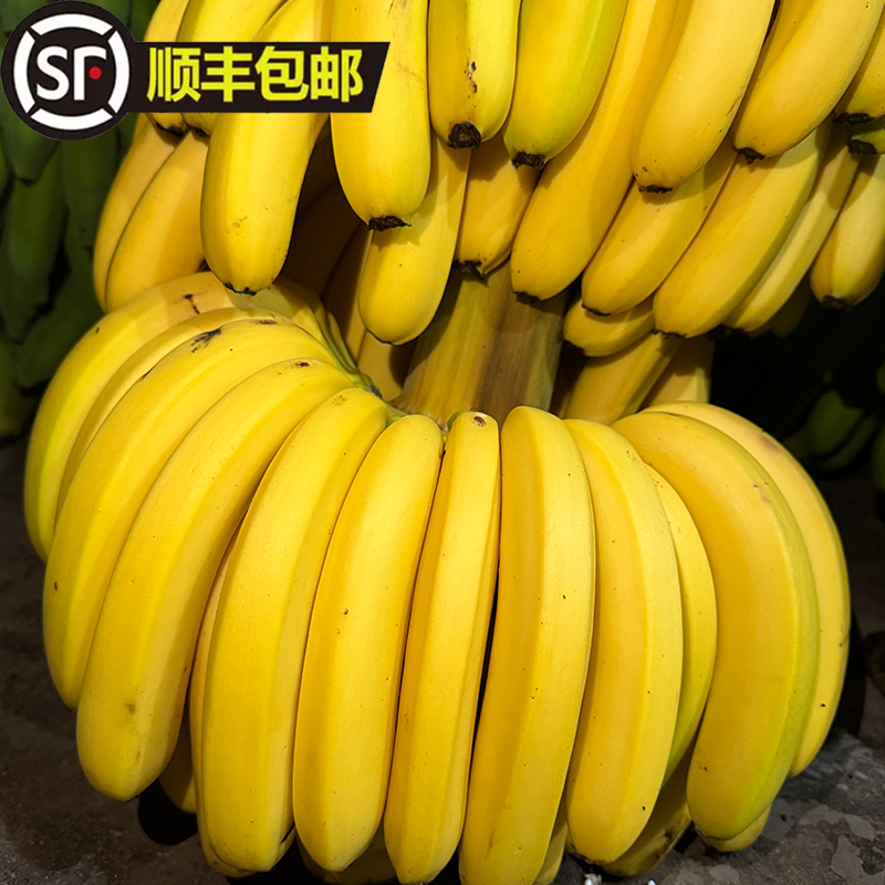 正宗广东高州甜蕉香蕉自然熟纯天然现采现发顺丰包邮到家