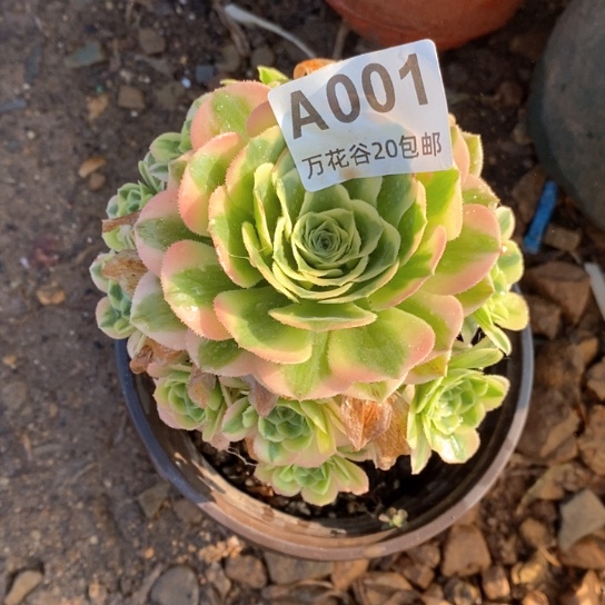 001辛尼亚多肉植物