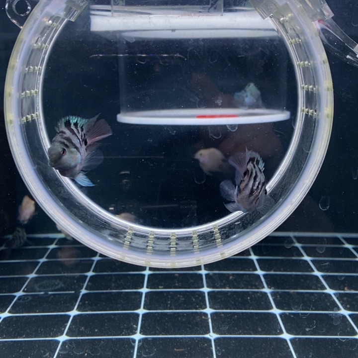 鹦鹉鱼摩卡两条微瑕公鱼歪嘴