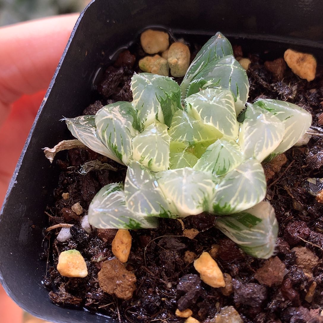 夏沫玉露锦带盆土发货tku