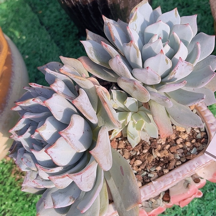 剑斯诺娃杂雪莲12108