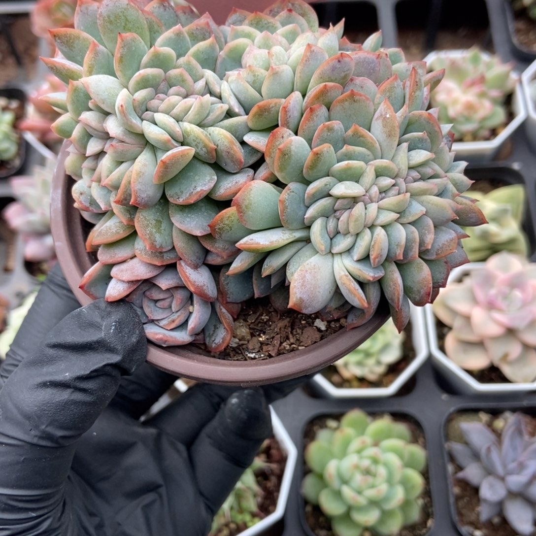 625莎莎女王缀多肉植物