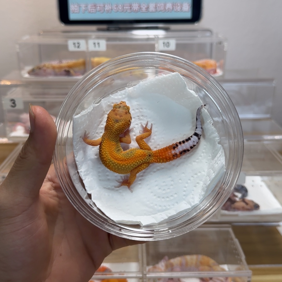 豹纹守宫翡翠弟弟