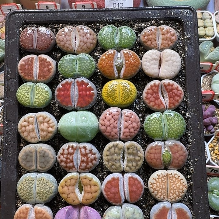 裸根带盆土2:：：：。     230号