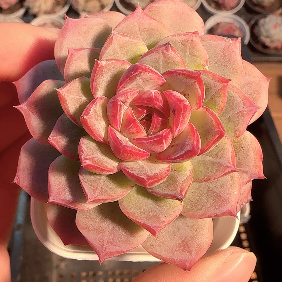 多肉1205-117福利