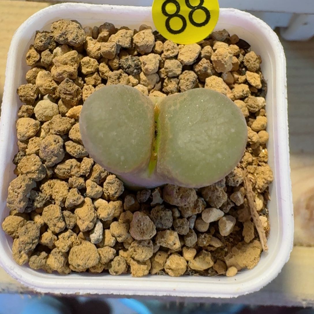 黑***?88.............