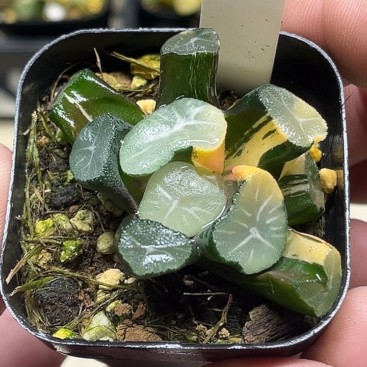 293大窗玉龙万象锦