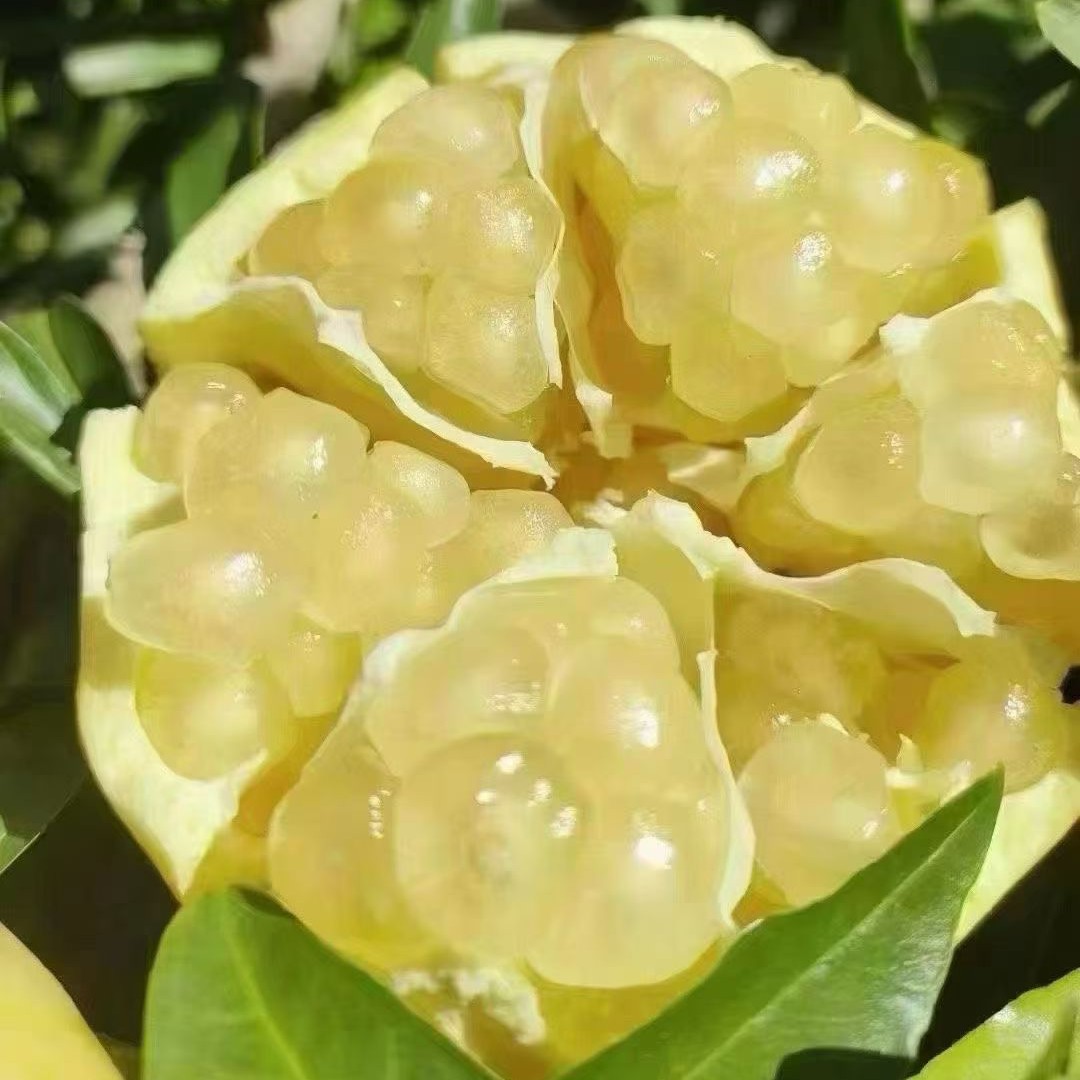 怀远特产，自家白花玉石籽石榴，整箱净重9斤口感八分甜两分酸