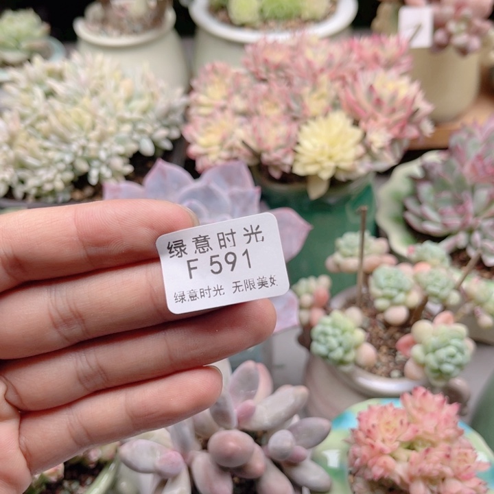 *****591 叶插育苗土半袋