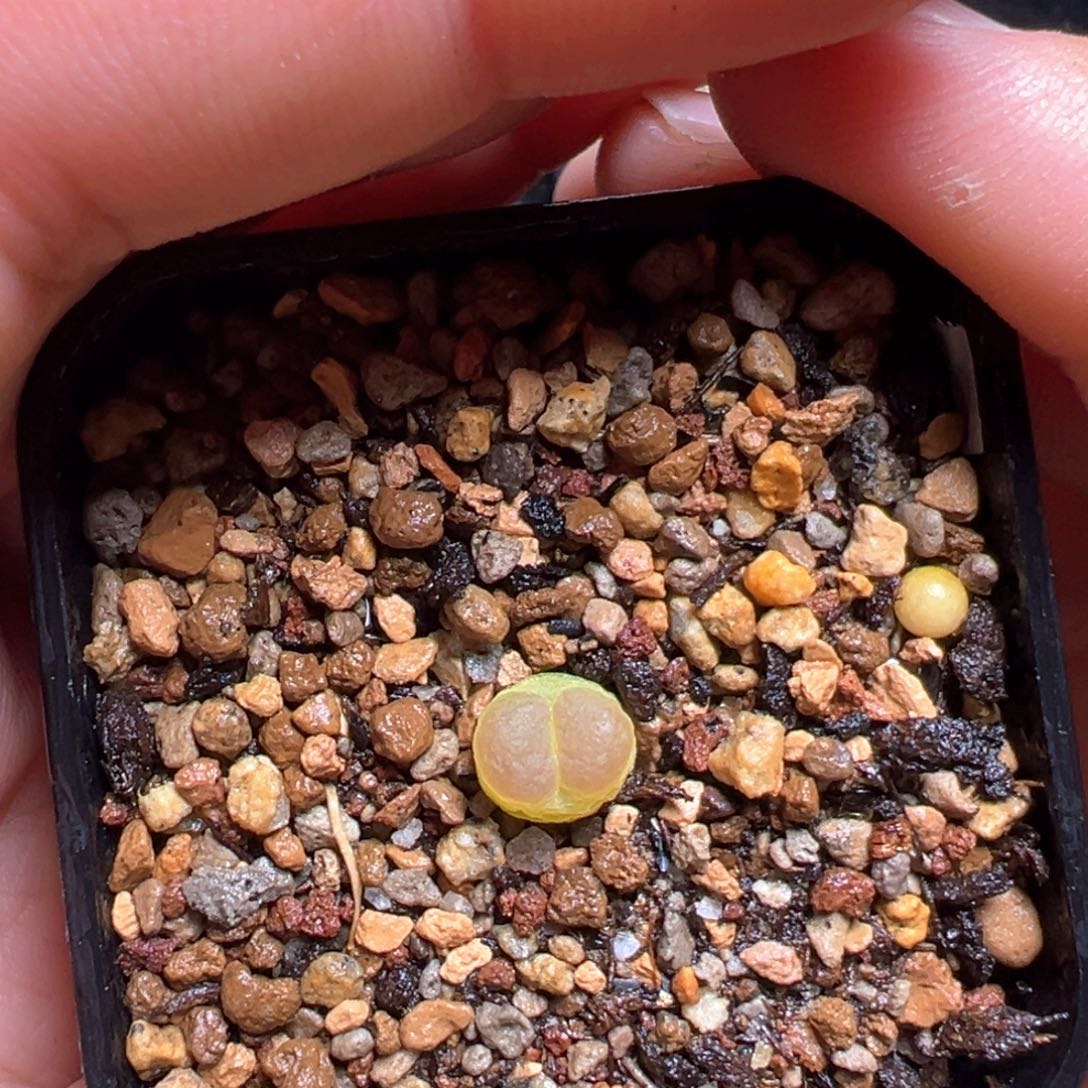 3  全窗拉登杂一棵特