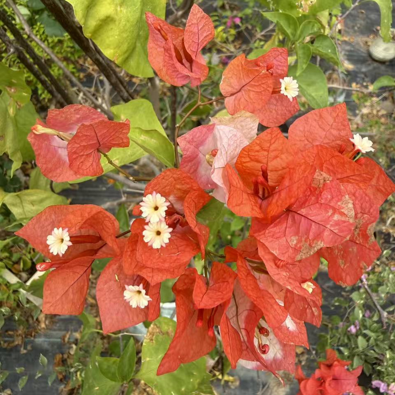 橙口红 （带花发货）三角梅