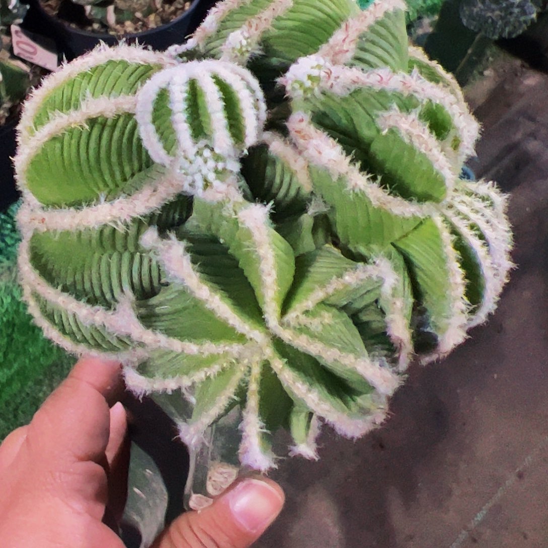 无花朵福利辛顿花笼群200