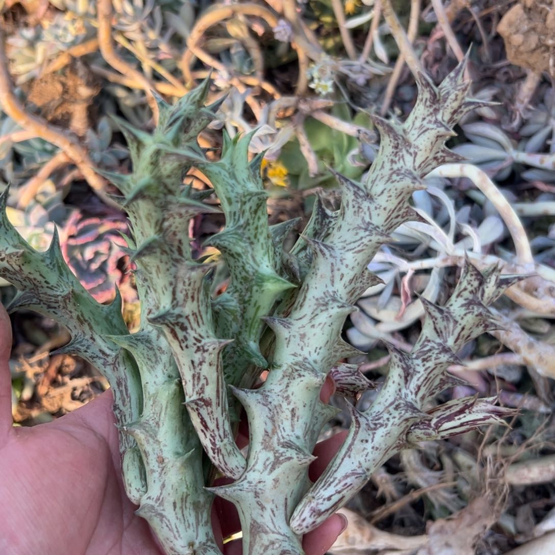 多肉植物多肉植物