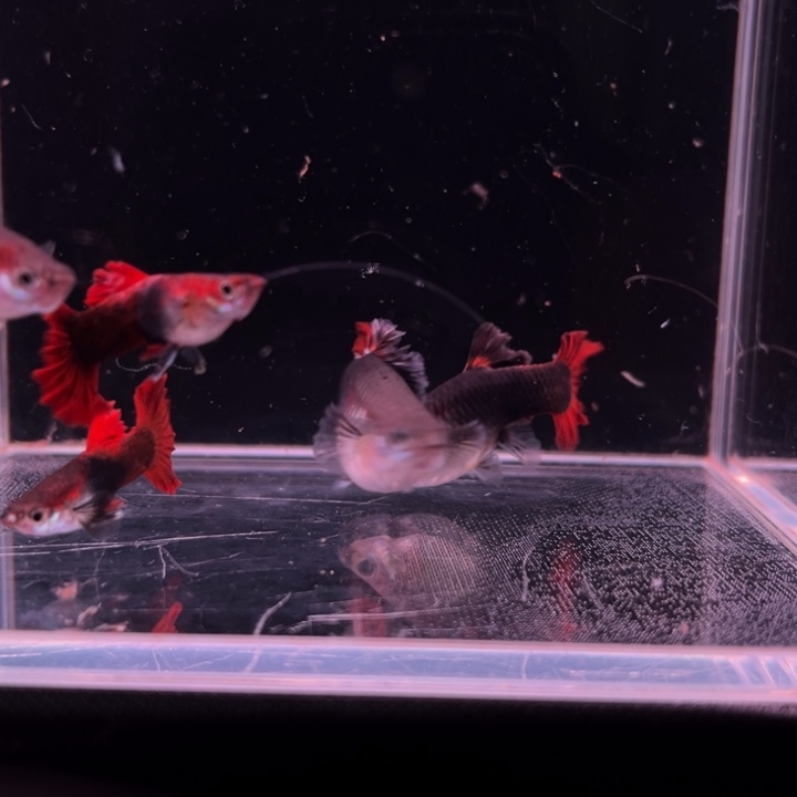 用***5孔雀鱼大爆绒折扇2对