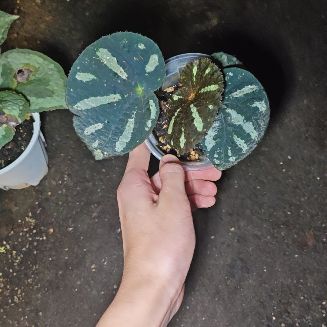 北越秋海棠一物一拍